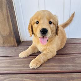 Girl 1 Ester - Dark golden female Golden Retriever puppy in Angier, North Carolina from Howard's Retrievers