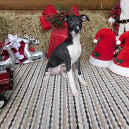 Yara Male 1 - Black male Italian Greyhound puppy in Sparta Tn And Caryville Fl, Tennessee from Summerwind Kennel
