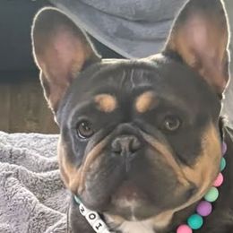Zoie - French Bulldog