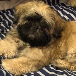 Shih Tzu Puppies from Shih-tzu Dynasty