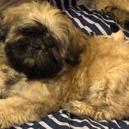 Shih Tzu Puppies from Shih-tzu Dynasty