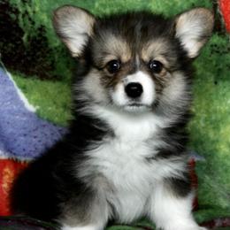 American Corgi Puppies from Martinez Corgis