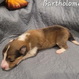 Bartholomew - Sable and white male Collie puppy in Mattoon, Illinois from Gold Leaf Collies