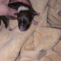G-3 - Sable and white female Shetland Sheepdog puppy in Citra, Florida from Southpaw Herders LLC