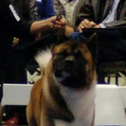 Akita All Grown Up from Komai Akitas
