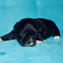 Peggy - Black and white female Shih Tzu puppy in Stroud, Oklahoma from Laik’s Little Shihtz & Poms