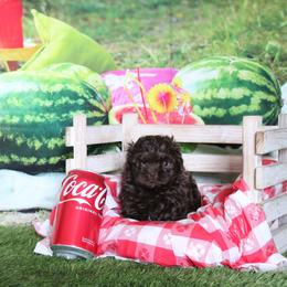 Russian Tsvetnaya Bolonka Puppies from Pink Lotus Kennels