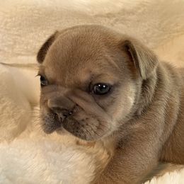 French Bulldog Puppies from Frenchiesbysouthernbell