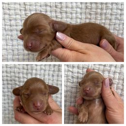 Dachshund Puppies from Woodland Doxies