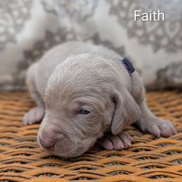 Faith - Silver gray female Weimaraner puppy in Evart, Michigan from Drehbar Weimaraners