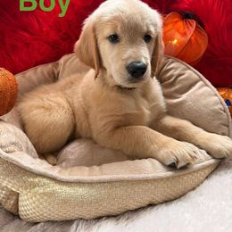 Golden Retriever Puppies from American True Golden retriever