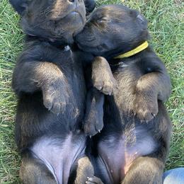 Labrador Retriever Puppies from Westbrook UK Labs