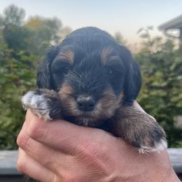 Girl 1 - Black white and tan female Springerdoodle puppy in Sterling, Michigan from Springerdoodles In MI