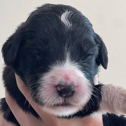 Sage - Black and white female Assorted Doodle Crosses puppy in Rocky Point, North Carolina from CelticDoods