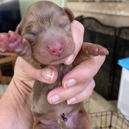 Harry - Dapple male Dachshund puppy in Lake Mary, Florida from Lakeside Doxies