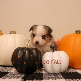 "Lucifer" Miniature Australian Shepherd and Toy Australian Shepherd Puppies from Brigs Aussies
