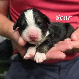 Scar - Tri-color male Bernedoodle puppy in Blackfoot, Idaho from Draper Mountain Doodles