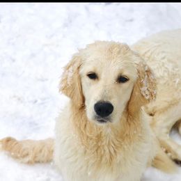 Daisy - Golden Retriever