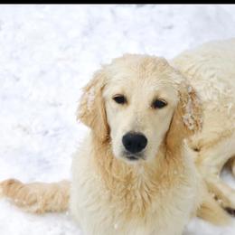 Daisy - Golden Retriever