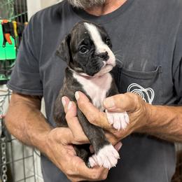 Girl 4 - female Boxer puppy in Taft, Tennessee from Hillbillie Boxers