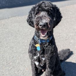 Oscar - Black male Goldendoodle puppy in Olympia, Washington from Sinclairdoodles