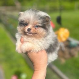 Gyro - Blue merle male Pomeranian puppy in Buck Valley, Pennsylvania from Buck Valley Pomeranians