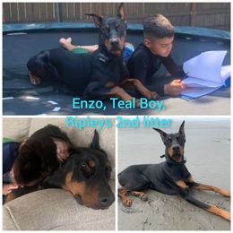 Dachshund and Doberman Pinscher Puppies from Living Hope Dobies and Doxies