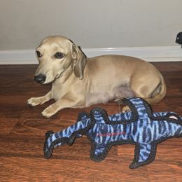 Gracie - Dachshund