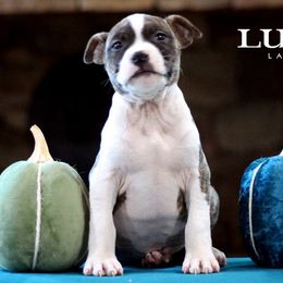 Luxor - American Staffordshire Terrier puppy in Powhatan, Virginia from Ohana Amstaffs and Aussies