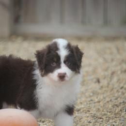Boy 3 - Red tri-color male Miniature American Shepherd puppy in Tiskilwa, Illinois from First Harmony Farms