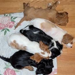Cavalier King Charles Spaniel puppies from Cavalier Court Pups