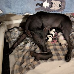 Xoloitzcuintli puppies from Solstice Xolos