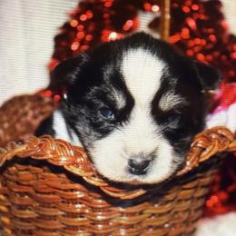 Vito - Black and white male Pomsky puppy in Wisconsin from Summer's Pomskies