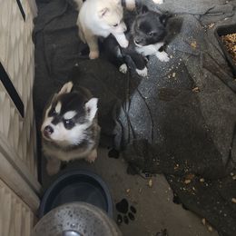 Siberian Husky Puppies from Spirit of the Moon Siberians