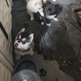 Siberian Husky Puppies from Spirit of the Moon Siberians
