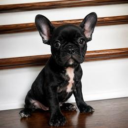 Wednesday - Brindle and white female French Bulldog puppy in New Waverly, Texas from C.P. Puppy Buddies