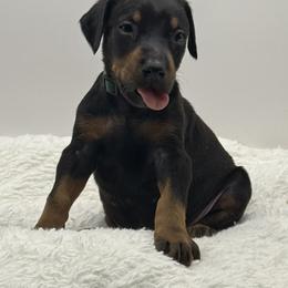 Green collar male - Black and rust male Doberman Pinscher puppy in Lafayette, Louisiana from Indah Lux Dobermans