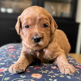 Dopey- Green - Red  male Goldendoodle puppy in Bay City, Texas from Charming Doods Goldendoodles