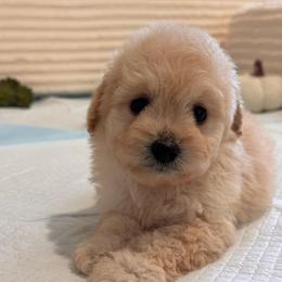 Boy 3 - Cream male Maltipoo puppy in Bakersfield, California from Silvia's Maltipoos
