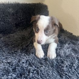 Blue Girl - White and red female Border Collie puppy in Miami, Florida from A&S Border Collies