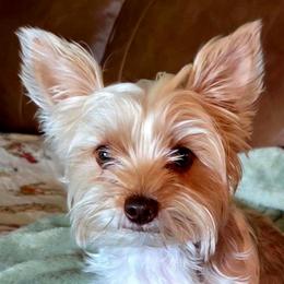 Charlie - Yorkshire Terrier