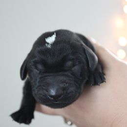 Golden Retriever and Labrador Retriever Puppies from Trenlock Kennels