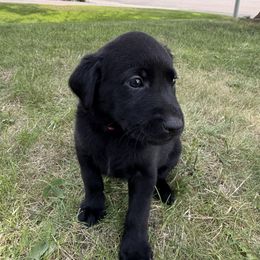 Magik - Pink Collar - Black female Labrador Retriever puppy in Great Falls, Montana from Yogo Point Kennels
