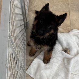 Girl 3 - Black and red female German Shepherd puppy in Miami, Florida from Vom Kirsys German Shepherds