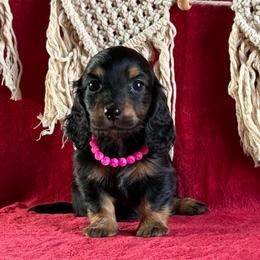 Annabelle - Black and tan female Dachshund puppy in Lincoln, Arkansas from Red Dirt Dachshunds