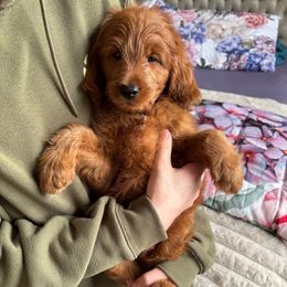 Mike Wazowski - Red  male Goldendoodle puppy in Herriman, Utah from Gypsi Doodles & Poodles LLC.