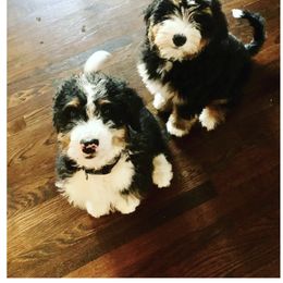 Bernedoodle and Goldendoodle Puppies from Doodle My Heart