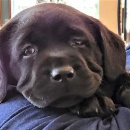 Labrador Retriever Puppies from Lorlyn Labradors