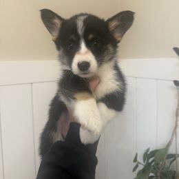 Ava- standard coat female - Black and tan female Pembroke Welsh Corgi puppy in Red Bluff, California from Wilder Ranch Corgis