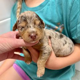 Owala - Brown merle female Aussiedoodle puppy in Heber City, Utah from Junipersdoodles